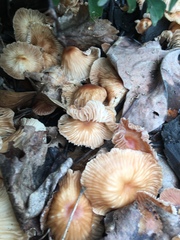 Marasmius oreades