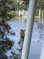 Birrima varians