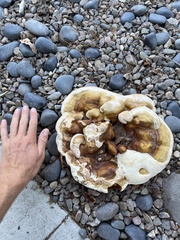 Ganoderma polychromum