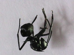 Myrma