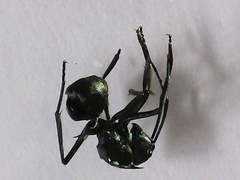 Myrma