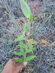 Asclepias viridiflora