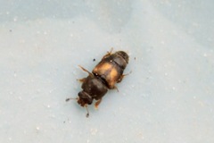 Carpophilus