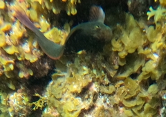 Ophioblennius atlanticus