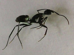 Camponotus japonicus