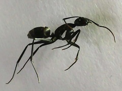 Camponotus japonicus