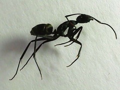 Camponotus japonicus