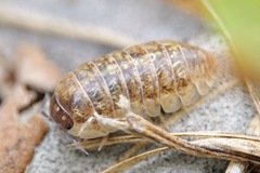 Armadillidium saxivagum