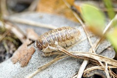 Armadillidium saxivagum