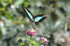 Graphium choredon