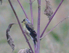 Spinus psaltria