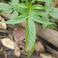 Sambucus gaudichaudiana