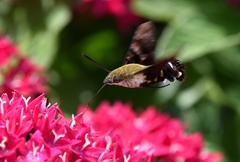 Macroglossum bombylans