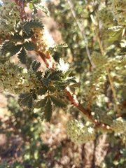 Leucosidea sericea