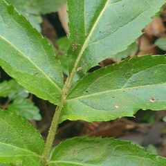Sambucus gaudichaudiana