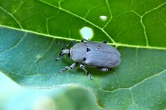 Trichobaris trinotata