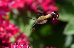 Macroglossum bombylans