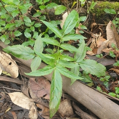 Sambucus gaudichaudiana