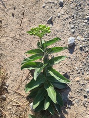 Asclepias viridis