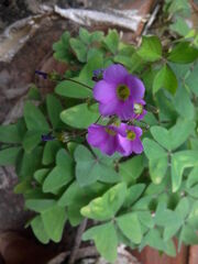 Oxalis articulata
