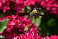 Macroglossum bombylans