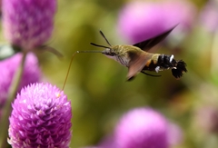 Macroglossum bombylans