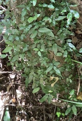 Arthropteris tenella