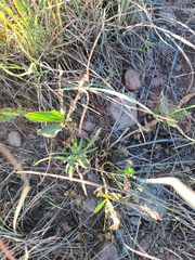 Oenothera macrocarpa