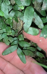 Arthropteris tenella