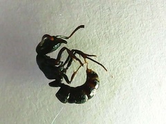 Ectomomyrmex astutus