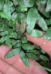 Arthropteris tenella