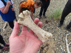 Dinornithiformes