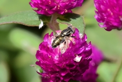 Eristalinus