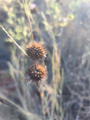 Echinacea angustifolia