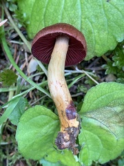 Cortinarius smithii