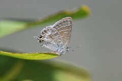 Theclinesthes miskini