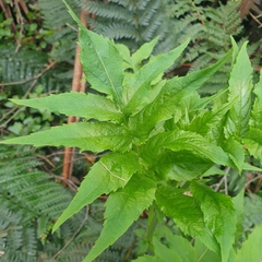Sambucus gaudichaudiana