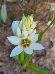 Ornithogalum