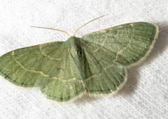 Chlorochlamys phyllinaria