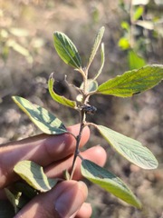 Ceanothus americanus