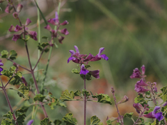 Salvia pinguifolia
