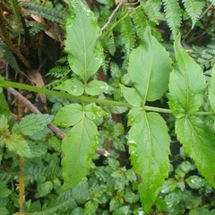 Sambucus gaudichaudiana