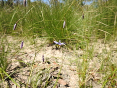 Dianella rara