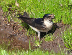 Petrochelidon nigricans