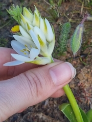 Ornithogalum