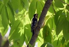 Yungipicus canicapillus