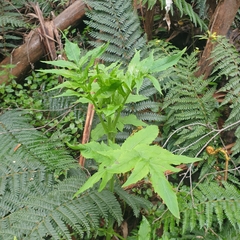 Sambucus gaudichaudiana