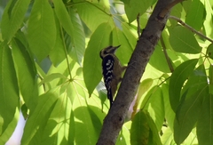 Yungipicus canicapillus