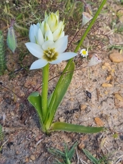 Ornithogalum