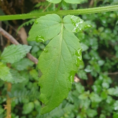 Sambucus gaudichaudiana